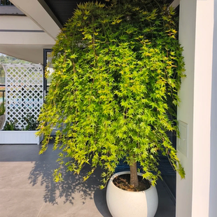 流泉枫树苗盆栽植物造型黄金流泉枫盆景室内阳台绿植常青好养易活