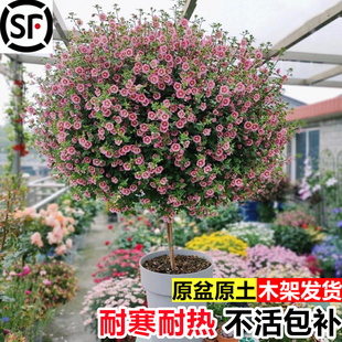 小木槿棒棒糖花苗盆栽阳台庭院植物开花不断易活花卉绿化风景老桩