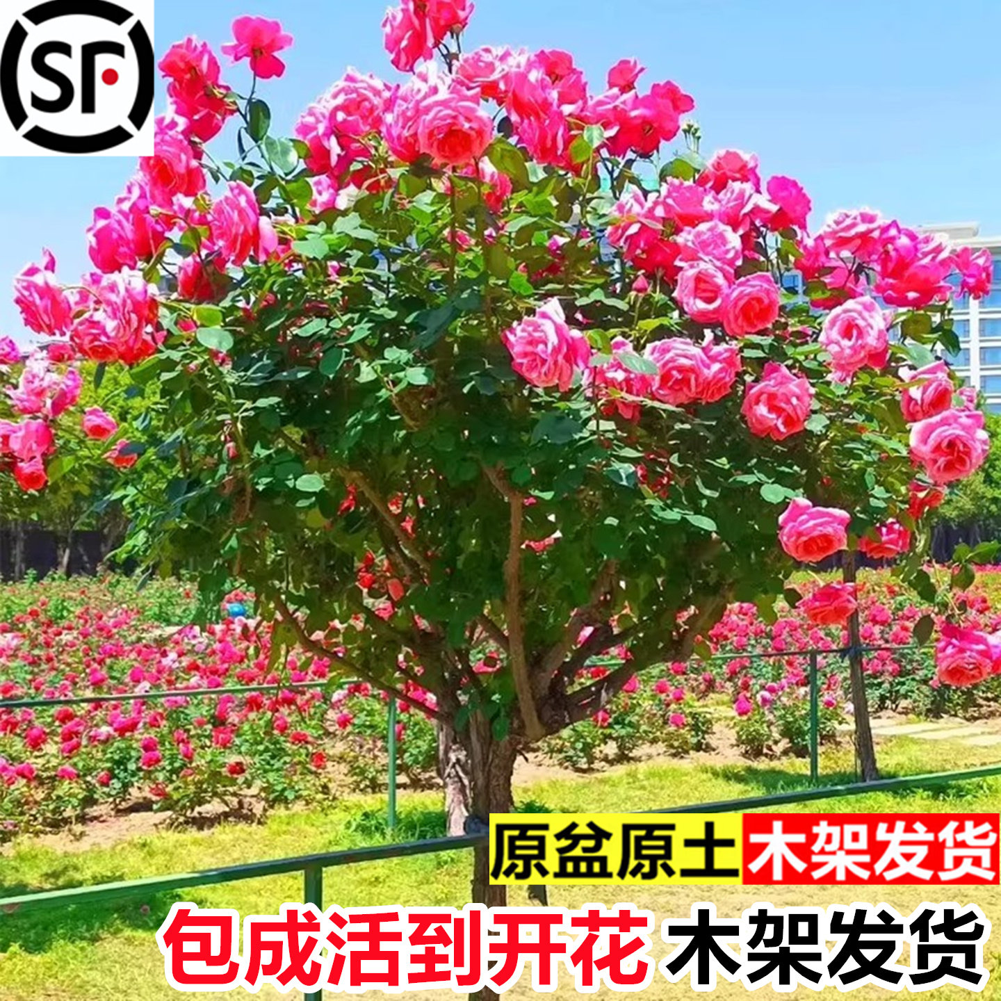 树桩月季树状特大花浓香型月季花苗老桩大型别墅庭院耐寒植物花卉