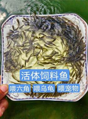 活体饲料鱼苗麦穗鱼鲢鱼鲫鱼鲤鱼喂乌龟喂六角恐龙鱼喂宠物鱼包活