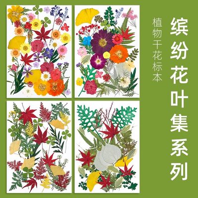 干花标本植物风干压花手工材料包