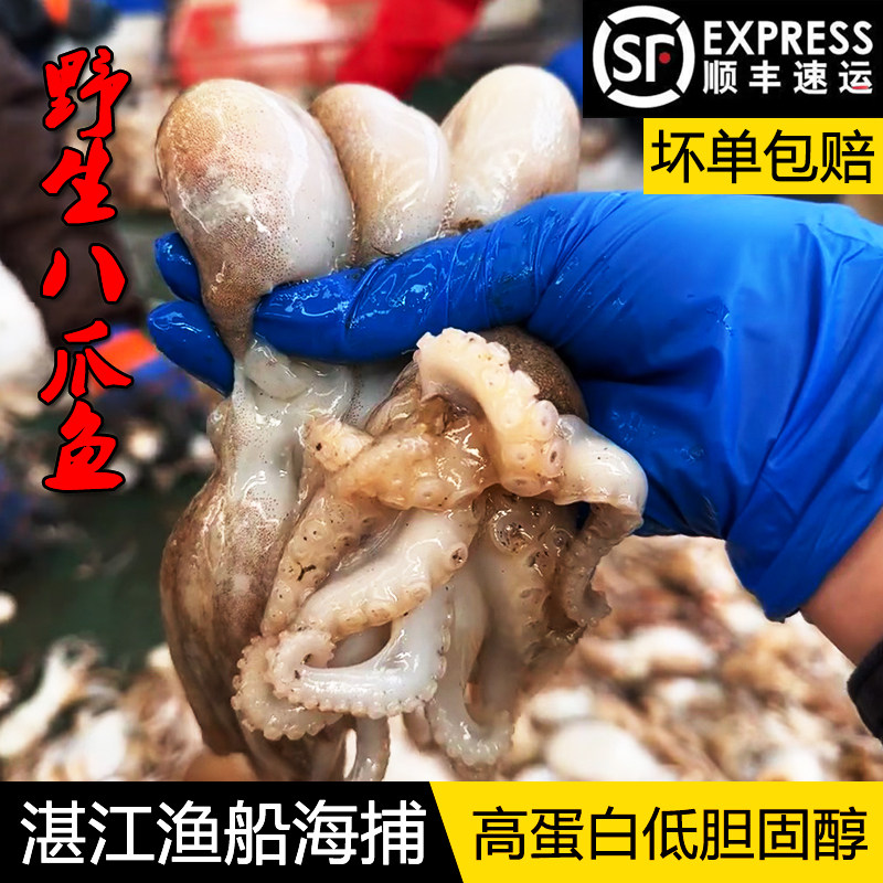 湛江新鲜八爪鱼乌贼海鲜水产