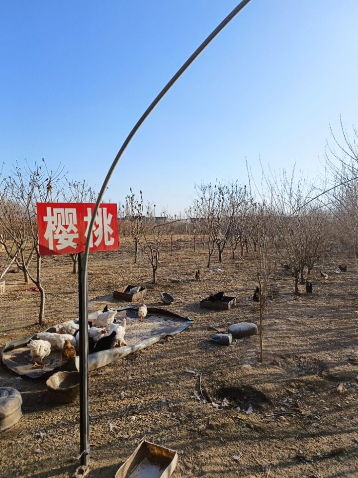 聊城市东昌府区郑家镇果树一宗