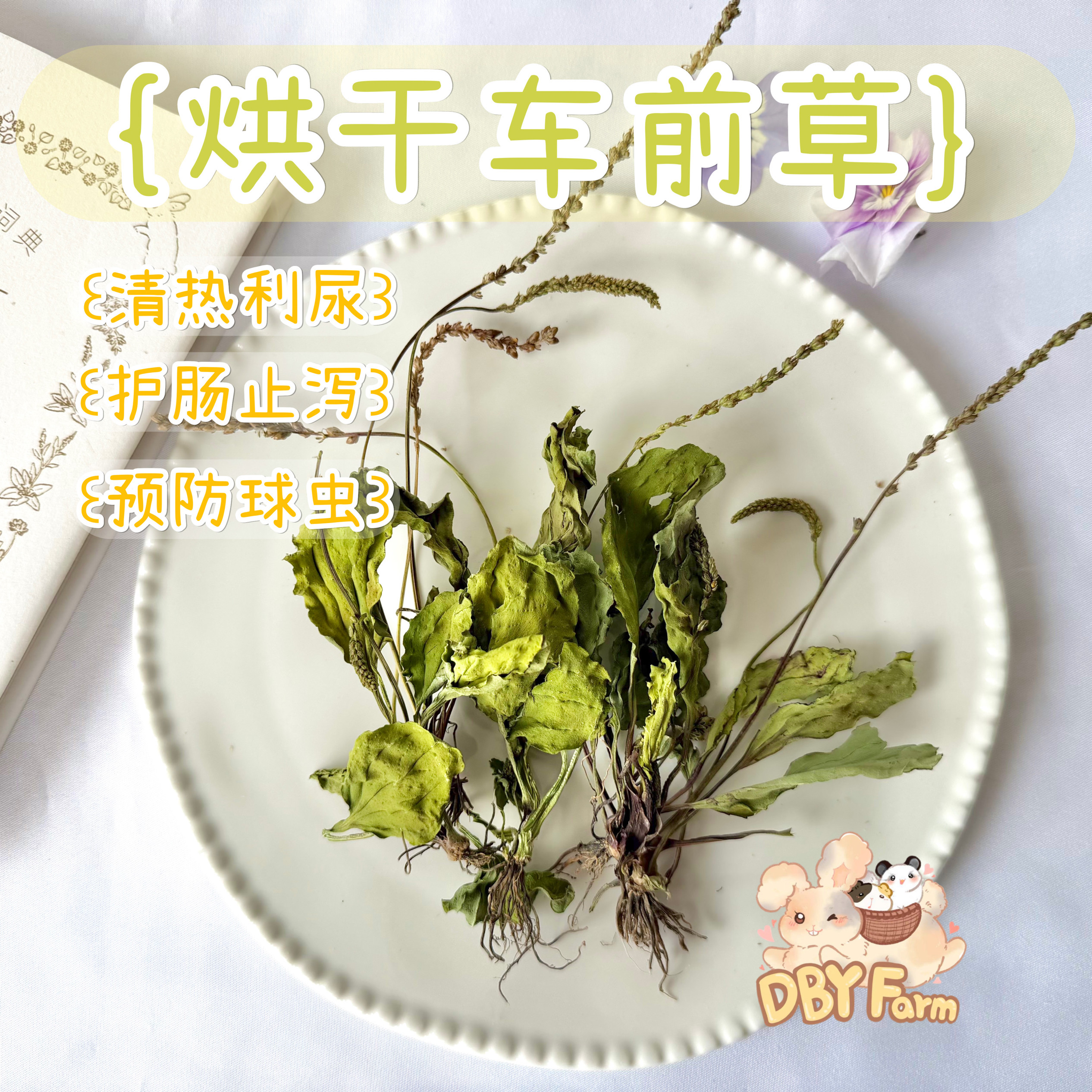 本店烘干野生无农药车前草 止泻护肠清热利尿兔子龙猫豚鼠保健草,宠物/宠物食品及用品,兔兔干草,淘宝优惠券,粉丝福利购,淘宝优惠卷