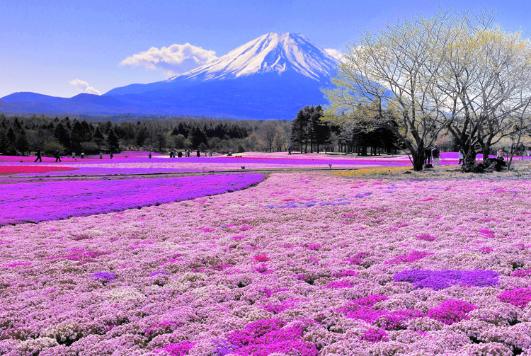 包邮精准印花正品DMC十字绣 客厅风景 世界名画油画 日本富士山2