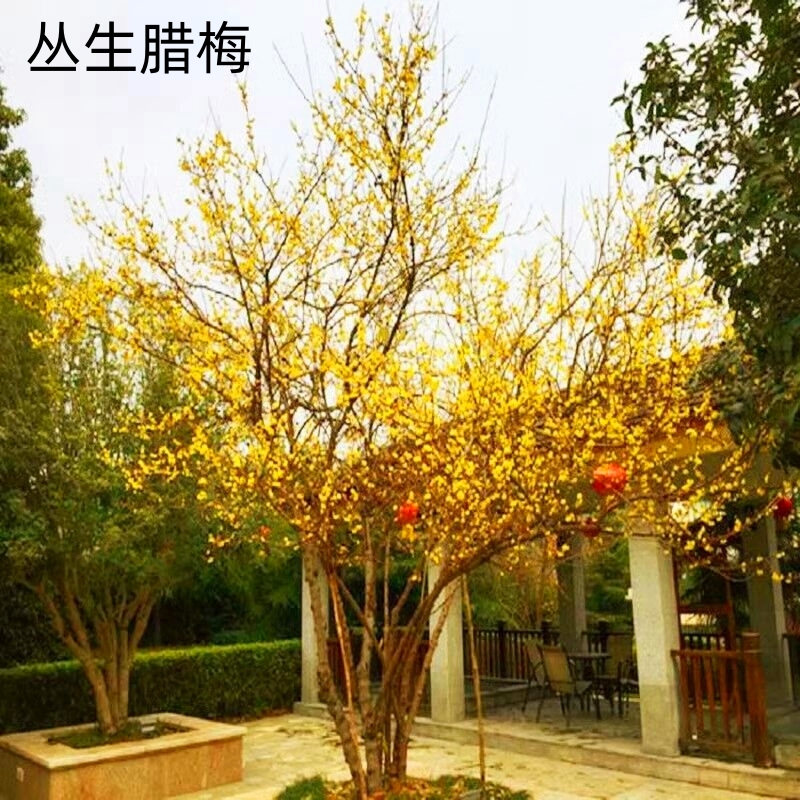丛生腊梅红梅树苗老桩盆栽原生棒棒糖素心腊梅花耐寒好养庭院地栽怎么样,好用不?