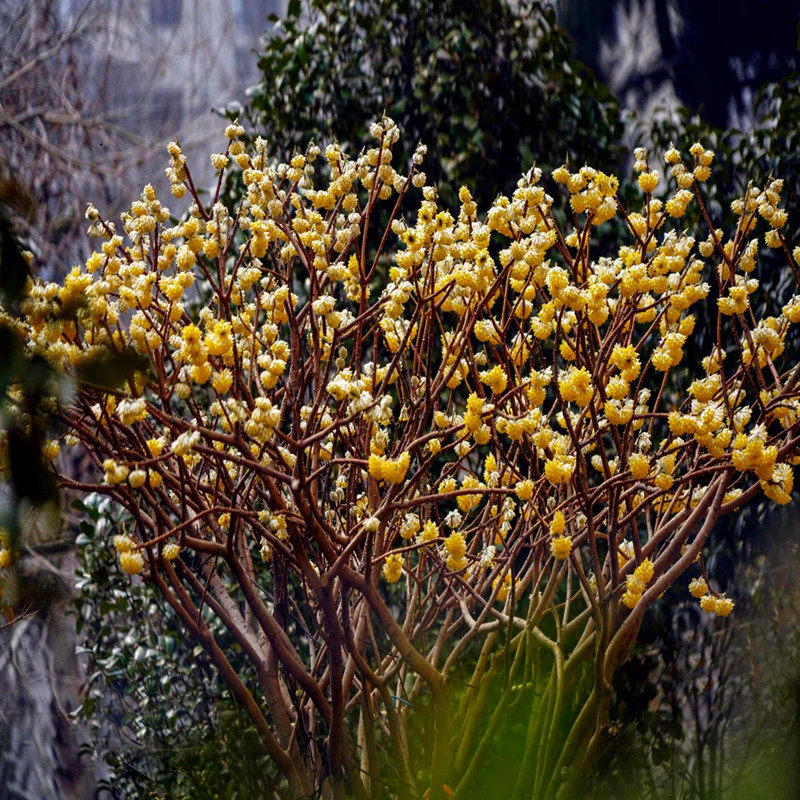 结香花树苗爱情树金腰带打结花浓香花卉庭院绿化苗木植物盆栽盆景