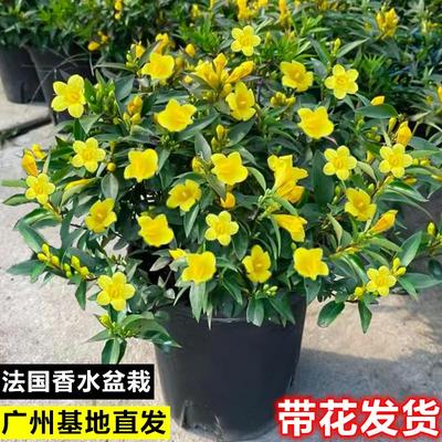 法国香水藤茉莉花苗室内卉