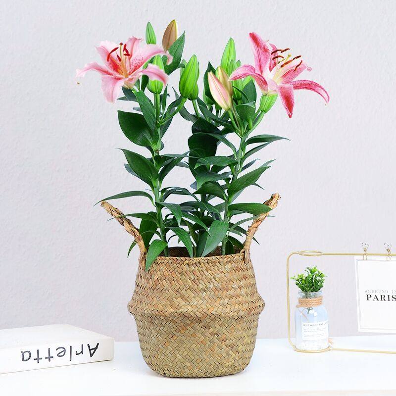 百合花盆栽带花苞发货室内阳台四季好养花卉植物浓香型香水百合花