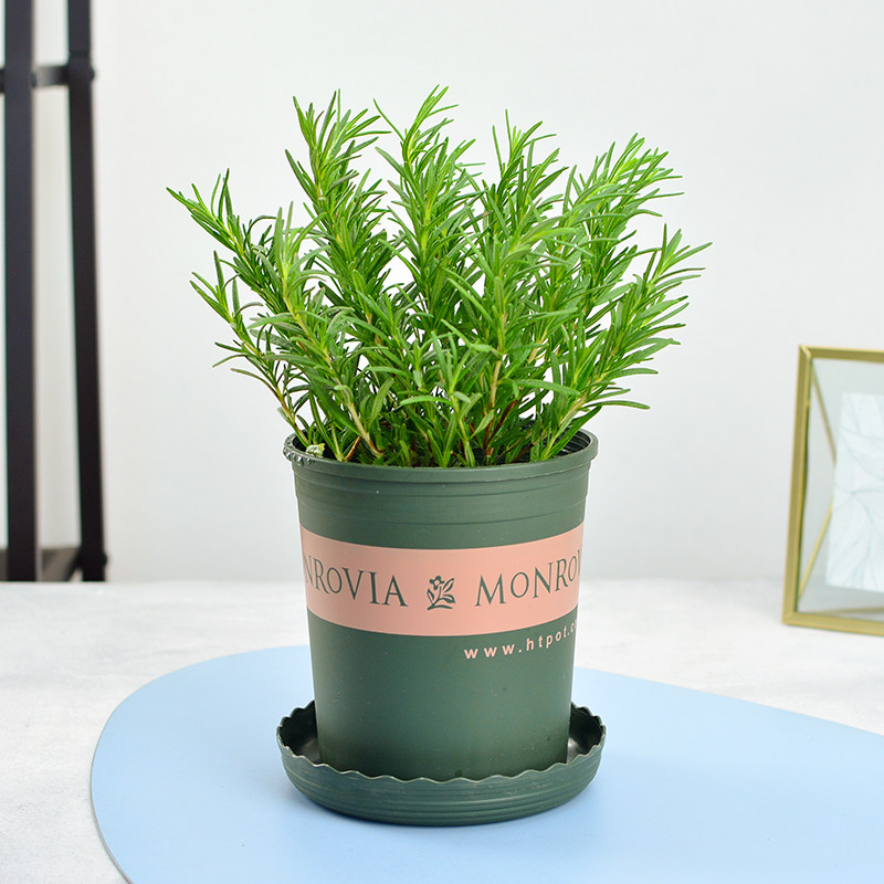 北叶迷迭香盆栽驱蚊草室内阳台驱蚊植物西餐香料提神绿植庭院盆景