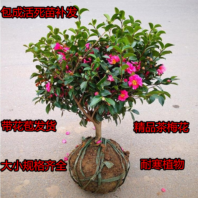 庭院绿化茶花盆栽