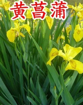 湿地水栽工程绿化香蒲草植物花卉