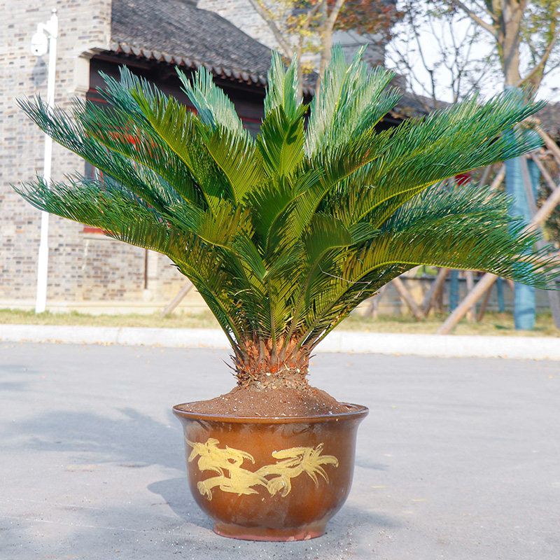 铁树盆栽植物室外大型盆景绿植苏铁庭院幼苗四季常青耐寒耐热树苗