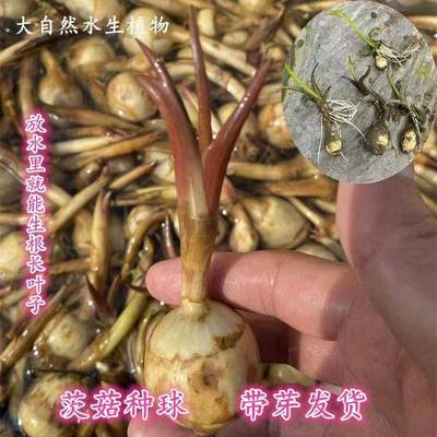 水生植物慈姑苗种茨菇球
