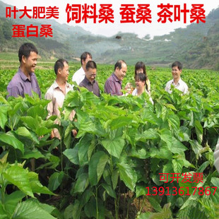 养蚕桑树活苗桑葚大叶蛋白桑树小苗喂蚕宝宝养蚕高产青苗饲料桑苗
