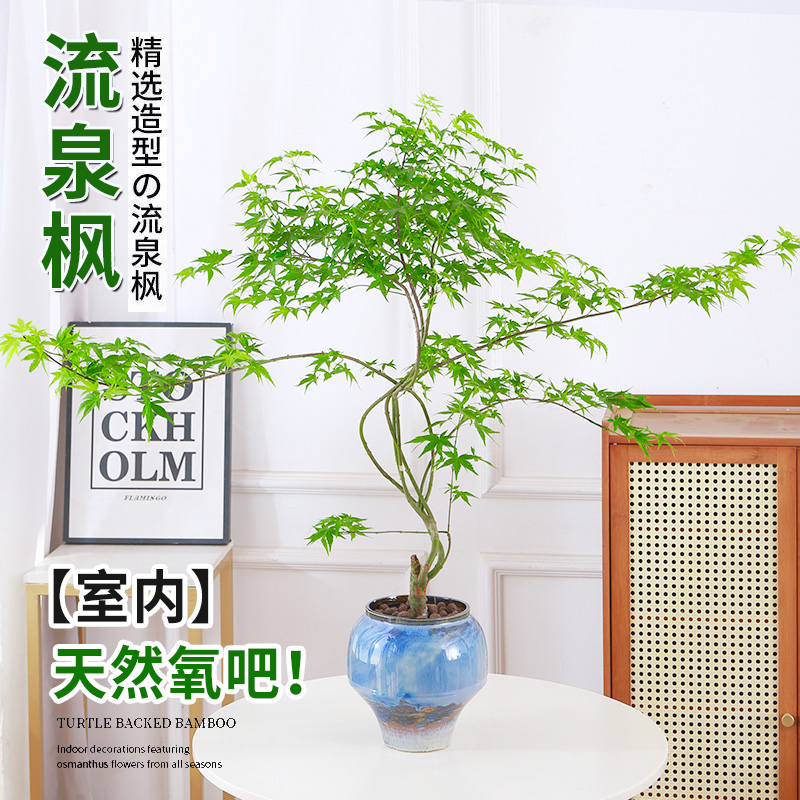 流泉枫盆栽植物造型黄金景
