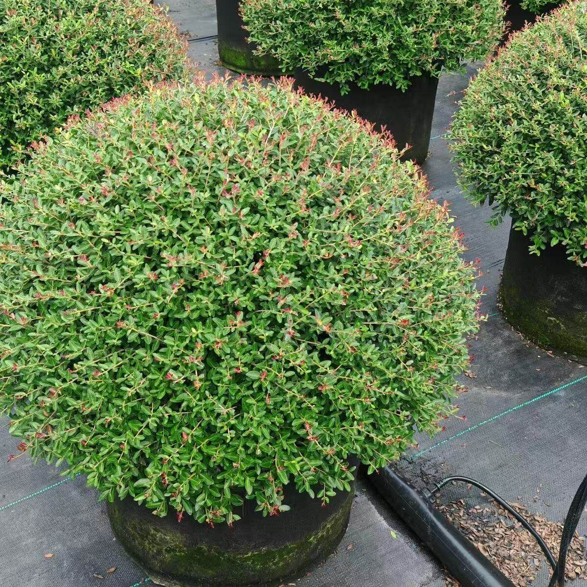 冬青先令球别墅庭院耐寒常青绿化苗树落地金品球冬青先令花镜植物