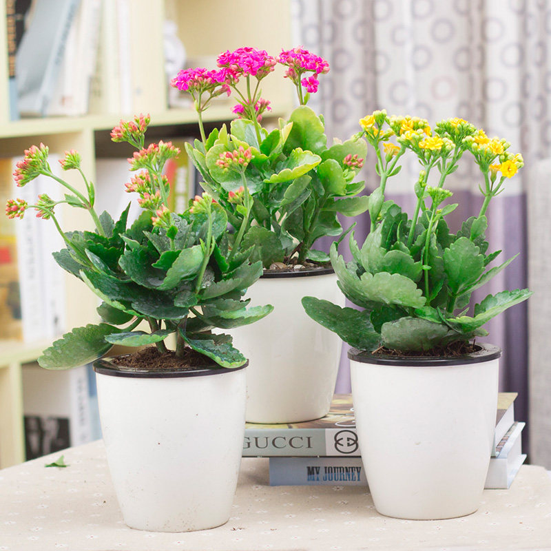 长寿花盆栽重瓣带花苞发货办公室内桌面花卉四季开花送长辈好养