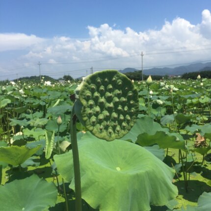 现摘莲蓬装饰 插瓶带杆莲蓬新鲜莲蓬插花 艺术供佛莲花莲蓬荷花