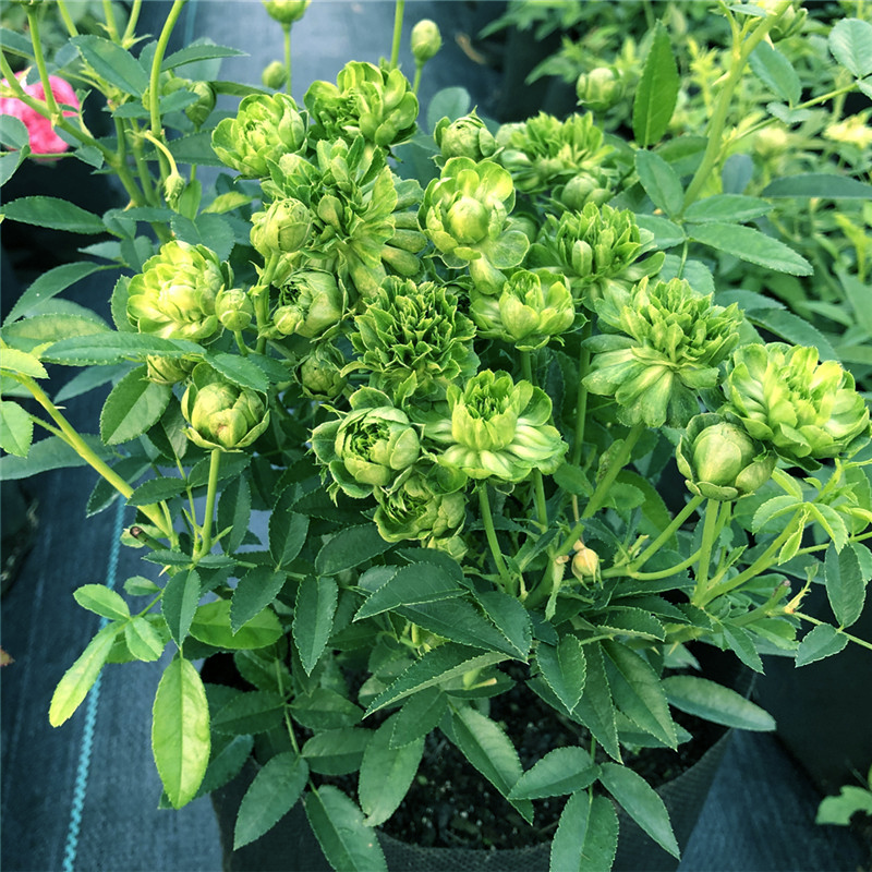 绿萼 中国古老月季花苗 珍稀品种绿叶花帝君袍小花很特别花卉盆栽