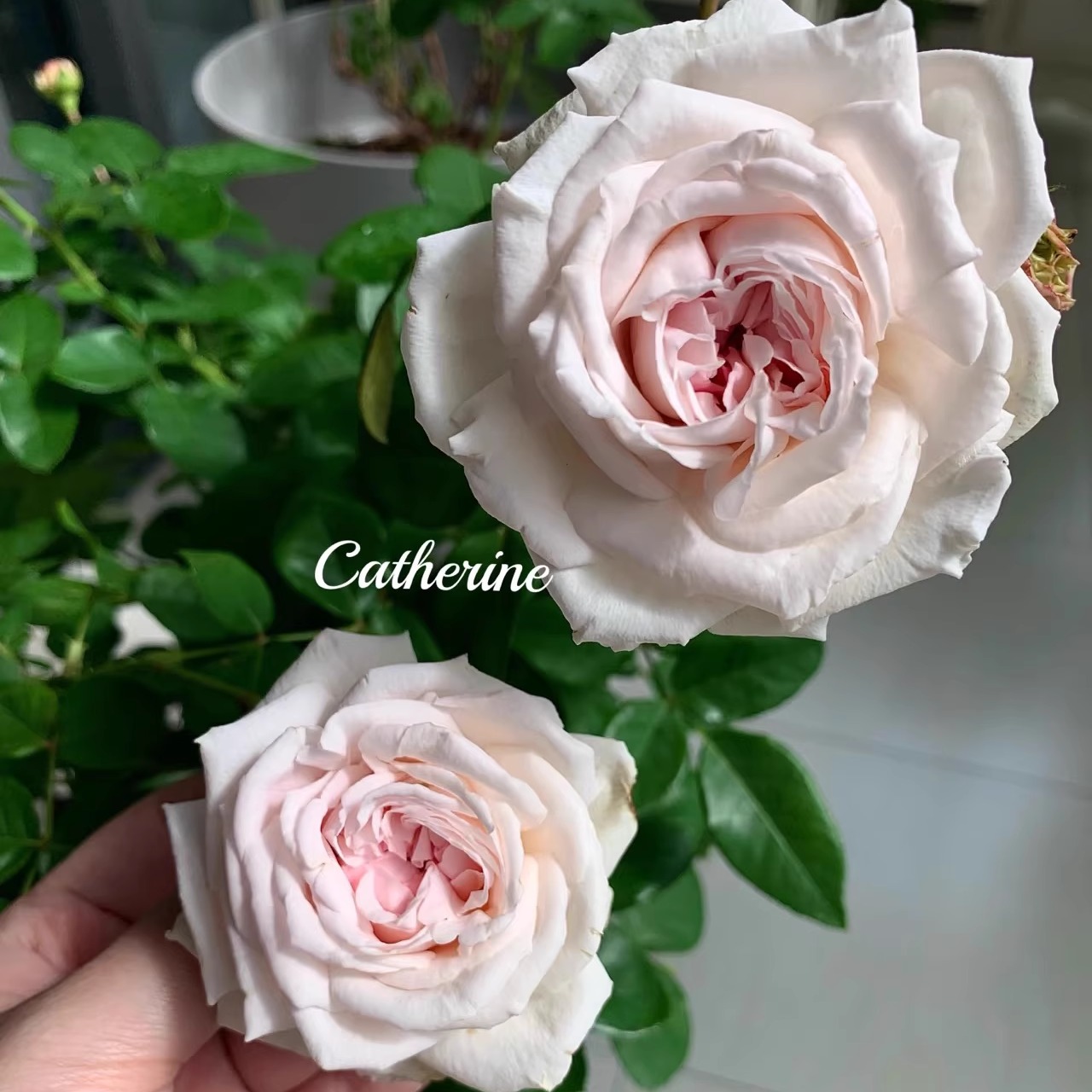 新品 怦然心动 月季花苗 德国科德斯大花浓香灌木 盆栽庭院阳台