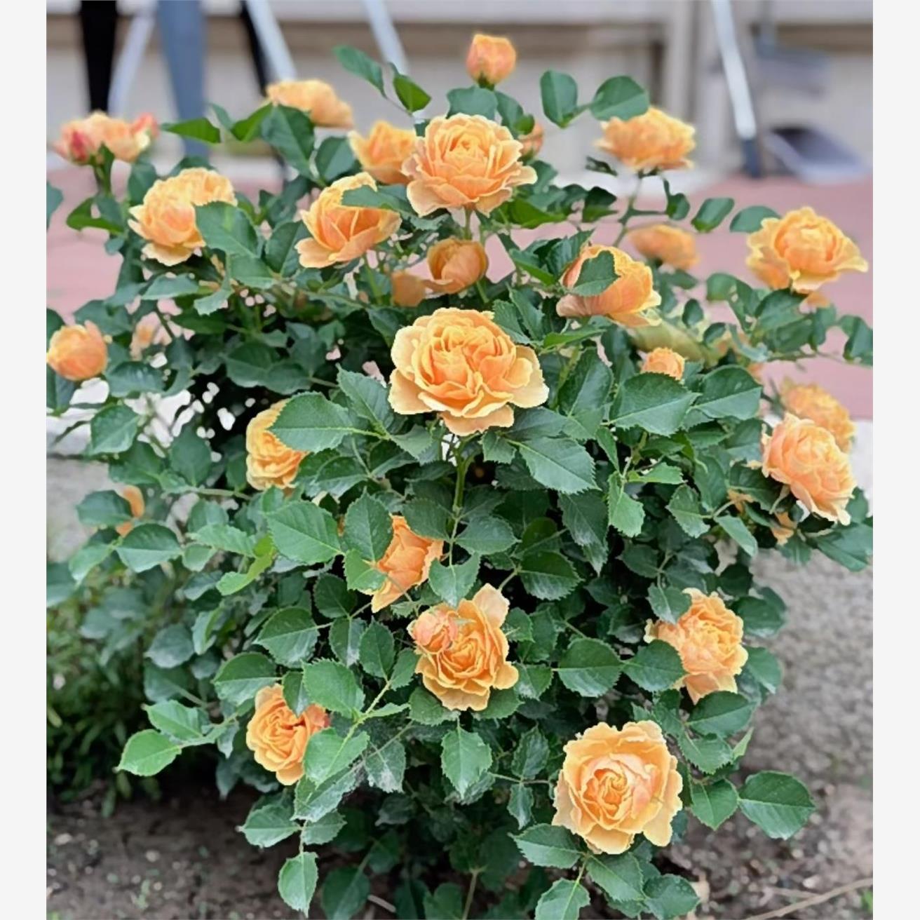 微月 永远的喀麦隆 月季花苗 丹麦微型多头勤花灌木庭院阳台盆栽