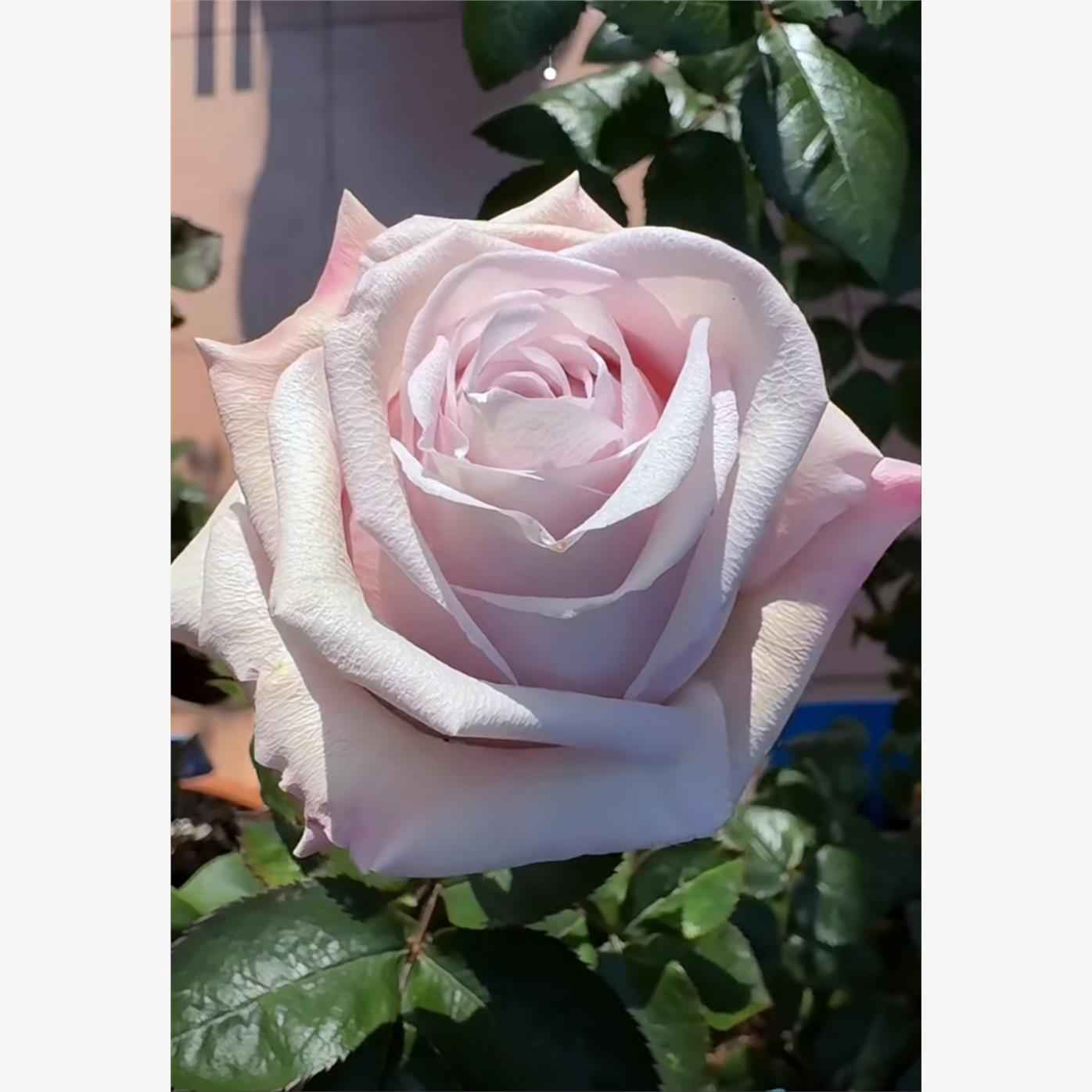新品云裳月季花苗大花