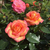 罗贝托阿拉尼亚 月季 花苗 新品 重瓣灌木大花浓香切花 法国尼普