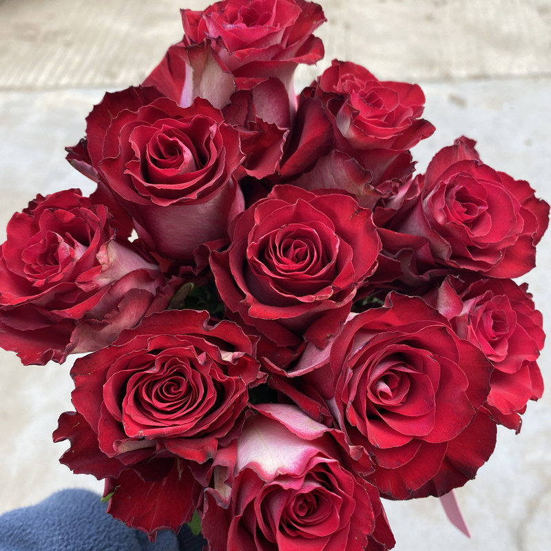 新品 弗拉明戈 月季花苗高杯大花灌木玫瑰复色直立阳台庭院盆栽