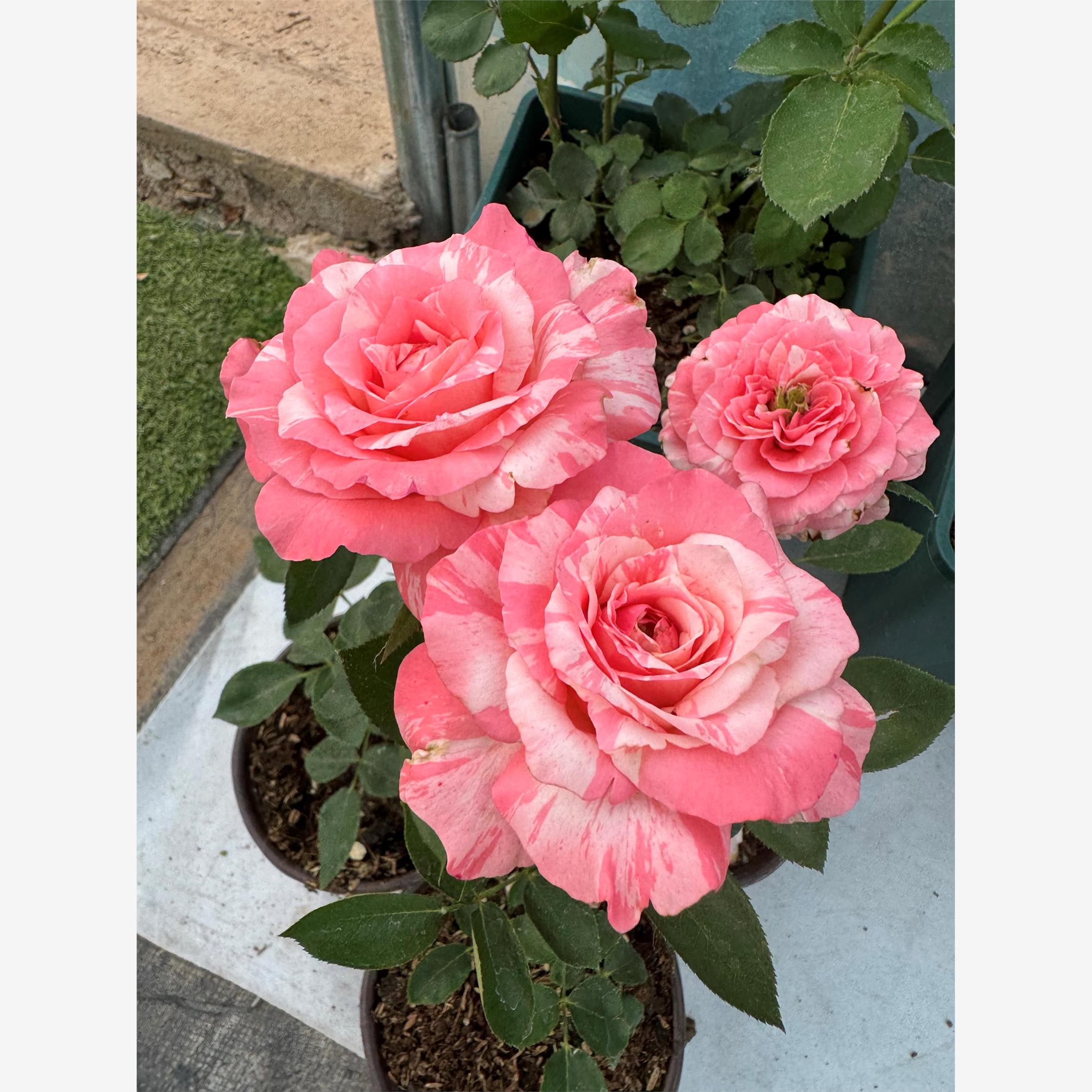 新品 幻彩 月季花苗 大花灌木条纹勤花直立切花玫瑰庭院阳台盆栽