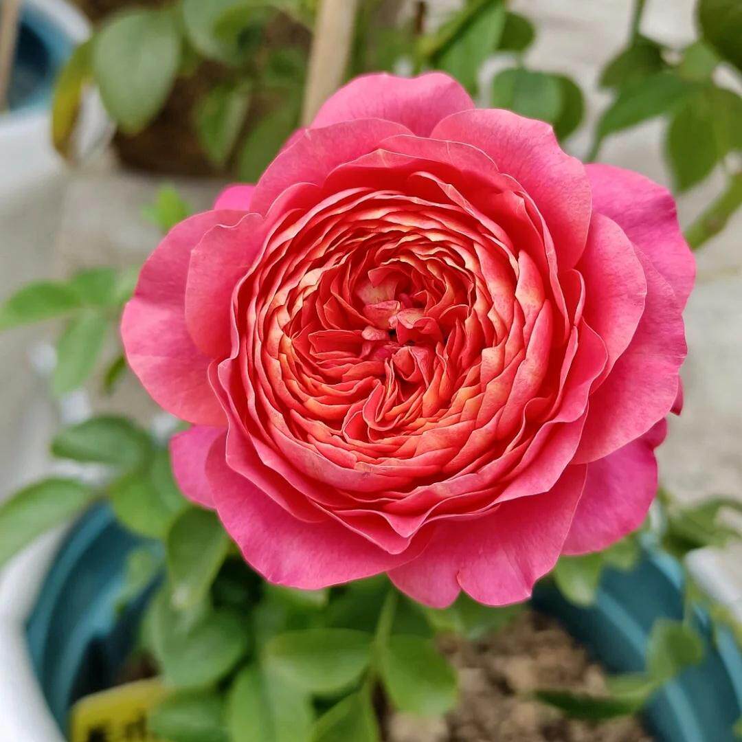 新品 果汁美人 月季花苗大花灌木多头勤花切花玫瑰阳台庭院盆栽