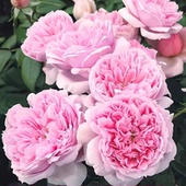 花苗 新品 丹陶作品大花浓香灌木庭院盆栽 美少女 月季 美丽 少女