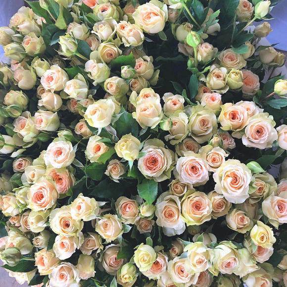 新品 帕尔玛 月季花苗香槟色多头灌木勤花切花玫瑰庭院阳台盆栽