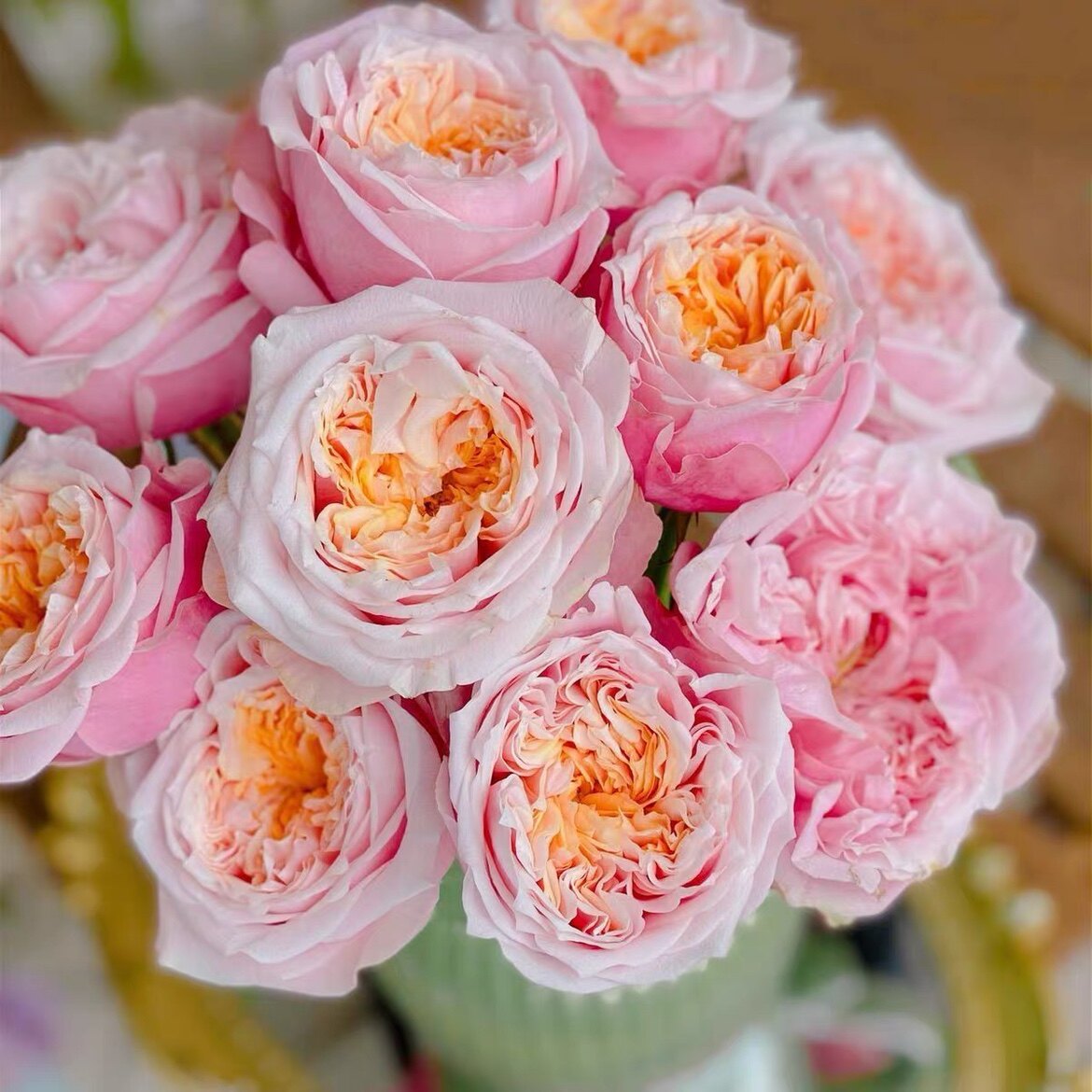 新品 摘星奇缘/诺丁山 月季花苗 欧月荷兰切花月季直立