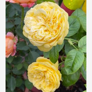 马塞尔普鲁斯特 月季 法国戴尔巴德月季 灌木 强香