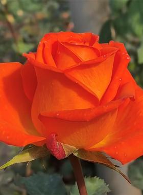 【橙色为一】月季花苗新品橙色灌木 切花月季 庭院阳台盆栽