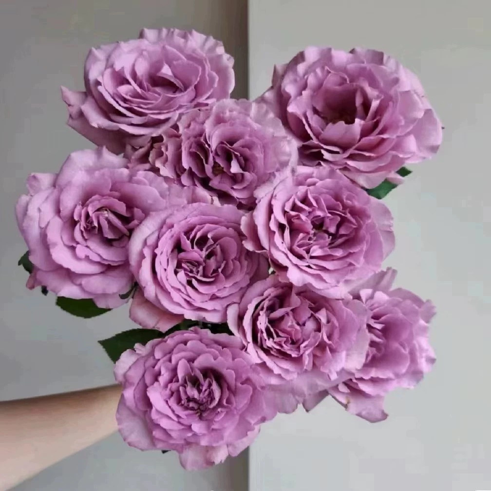 切花暮光之城月季花苗