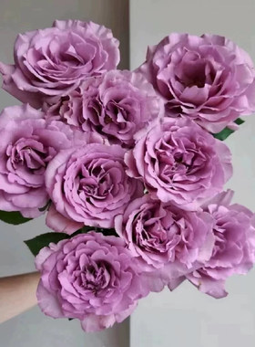 切花 暮光之城 月季花苗紫色幽兰香庭院阳台盆栽勤花切花灌木玫瑰