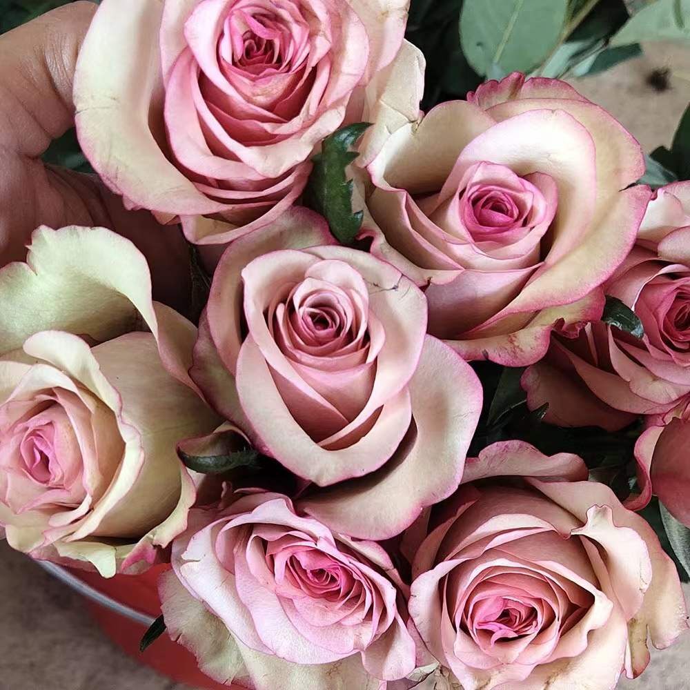 梦回/红葡萄酒 红酒月季花苗切花灌木大花复古旧粉色渐变勤花盆栽