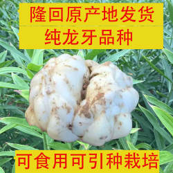 2025年新鲜现挖湖南隆回龙牙百合农家特产百合种球非兰州龙山百合