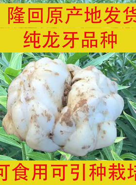 2025年新鲜现挖湖南隆回龙牙百合农家特产百合种球非兰州龙山百合