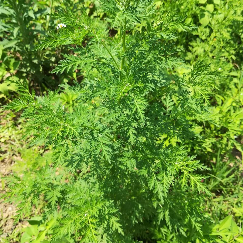 青蒿素98%黄花蒿新鲜苦蒿叶子