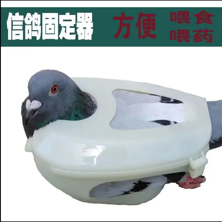 鸽子固定器信鸽固定器赛鸽固定器鸽具打针喂药固定架轻松戴脚环,畜牧/养殖物资,畜牧/养殖器械,淘宝优惠券,粉丝福利购,淘宝优惠卷
