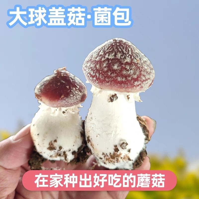 食用菌大球盖菇菌种四季室内种植喷水出菌棒赤松茸菌包提供技术图片