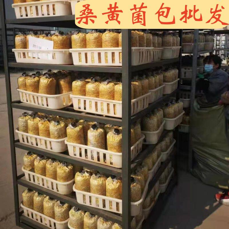 室内桑黄菌包菌棒出菌包工厂直销喷水就出种植包技术包出菇药用菌