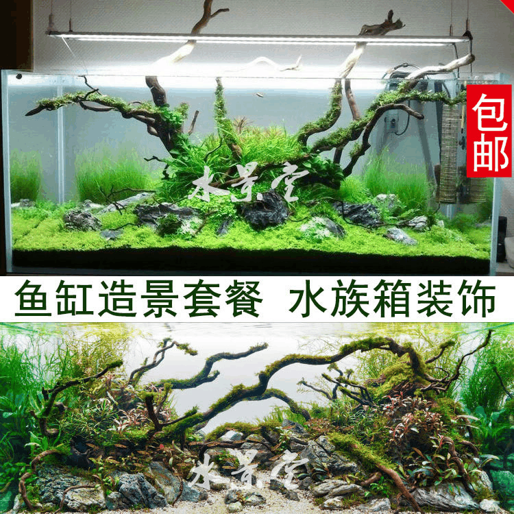 杜鹃根造景套餐 沉木水草鱼缸青龙石生态水草 二氧化碳细鱼缸