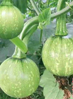 花皮一串铃嫩南瓜种子小菜瓜种籽