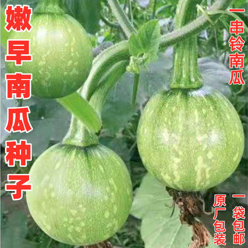 花皮一串铃嫩南瓜种子小菜瓜种籽