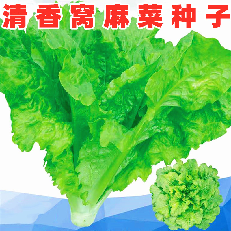 莴窝麻菜种子香莴菜窝鸡菜叶用莴苣窝笋种籽四川秋季田园蔬菜种孑
