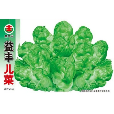 四川儿菜种籽娃娃菜抱子芥菜种籽